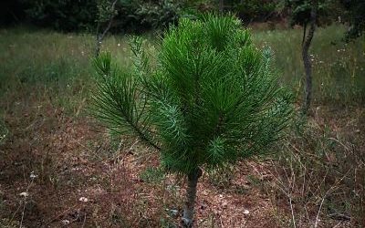 LA MADERA EN EL FENG SHUI