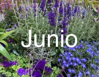 JUNIO 2019