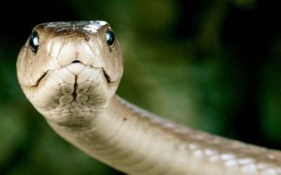 SI LA SERPIENTE
