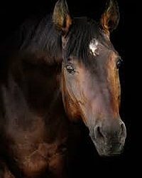 WU EL CABALLO