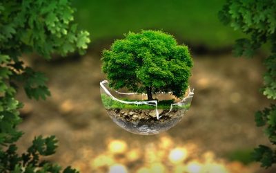 ÁRBOL DE LA VIDA, PAZ Y OM